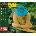 João Donato - Quem E Quem (Japanese Reissue) (Brazil's Treasured Masterpieces 1950s - 2000s) (CD) (4988031427972)