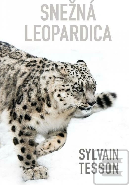 Snežná leopardica