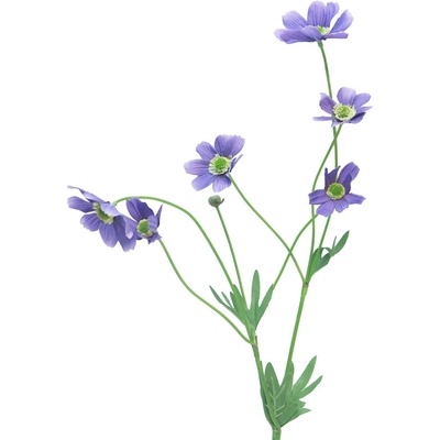 Krásenka - Cosmos bipinatus Dax modrá V69 cm