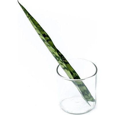 Gardners Sansevieria zeylanica - řízek k zakořenění Sanseveria, Tchýnin jazyk, Tenura