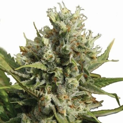 Nirvana Amnesia AUTO semena neobsahují THC 5 ks