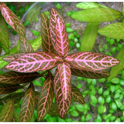 Hygrophila polysperma Sunset