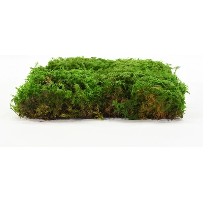 Stabilizovaný kapradinový mech (Fern Moss) Canopy | Zelený | 36x36cm