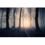 DIMEX ART Флизелинов фототапет вълшебна пътека през гората 375 x 250 см