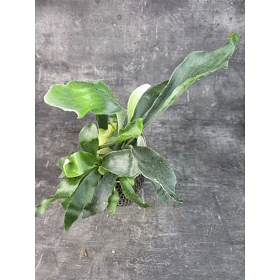 Platycerium Bifurcatum 12 cm (Parožnatka Kapradina)