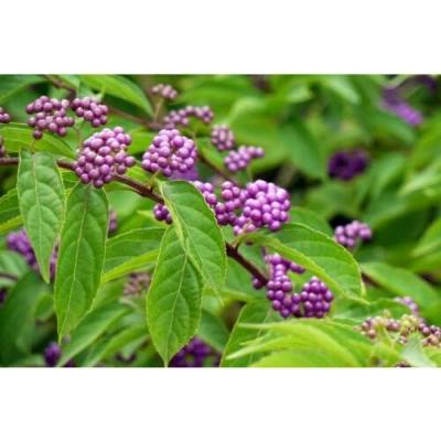 Callicarpa bodinieri var. giraldii (Krásnoplod) - kont. C3L, výška 30-50 cm