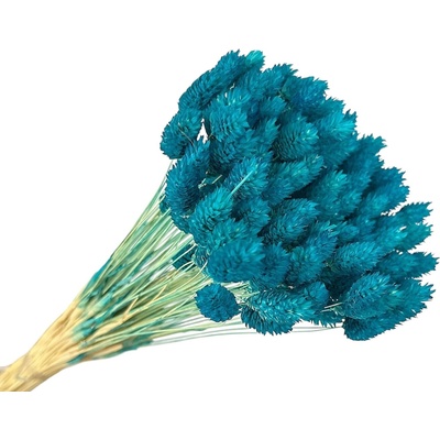 FLOWERIO Sušená tráva Phalaris - Chrastica 80g - tyrkysovo modrá