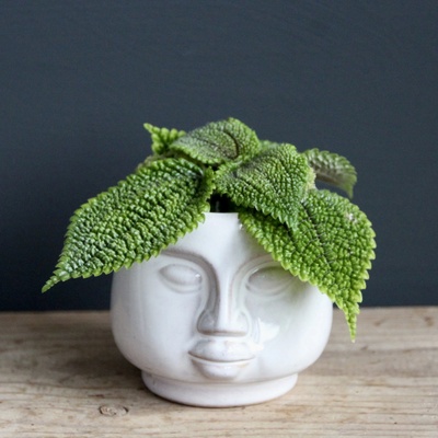 Pilea Moon Valley baby