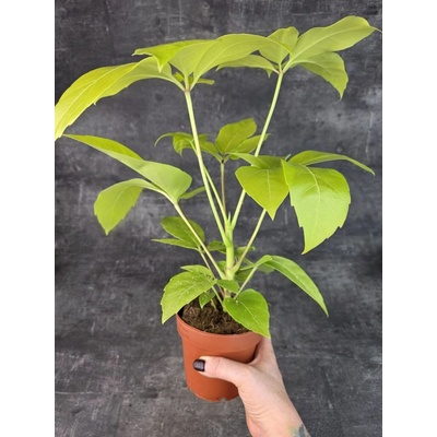 Schefflera actinophylla 12 cm (elegantní deštníkovec s lesklými listy)