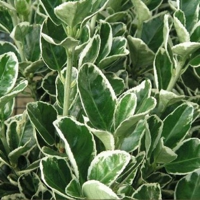 Brslen japonský, Euonymus japonicus Kathy, velikost kontejneru 3 l
