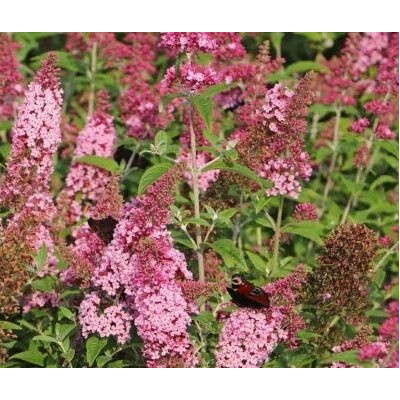 Buddleja davidii 'Pink Panther' Prodejní velikost: 020/030, Velikost hrnku: 2 l