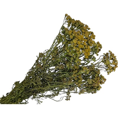 Stabilizované kvety Vratič Tanacetum 100g - zelený