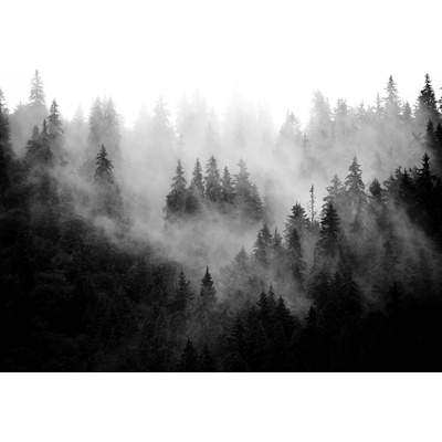 Postershop Fototapeta Mlha nad lesem černobílá rozměry 416x254 cm