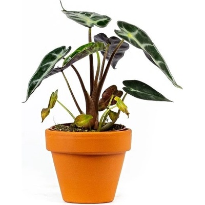 Gardners Alocasia amazonica Polly, průměr 6 cm Alokásie, Alokázie