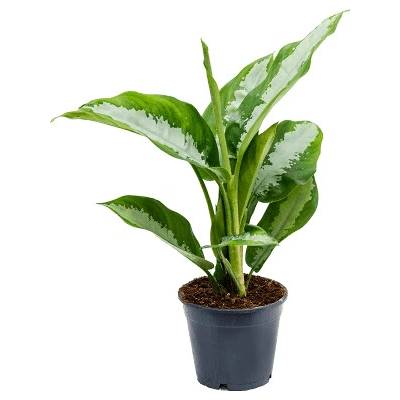 Aglaonema diamond bay 14x40 cm
