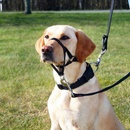 Výcvik psa Trixie výcviková ohlávka Top Trainer L-XL 48-60 cm/37 cm