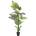 Palma Areca, 180 cm