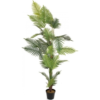 Palma Areca, 180 cm