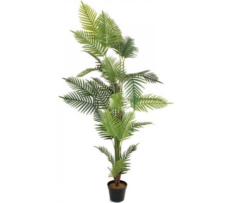 Palma Areca, 180 cm