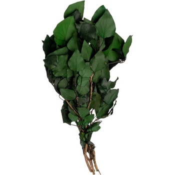 Hedera Arborea