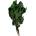 Hedera Arborea