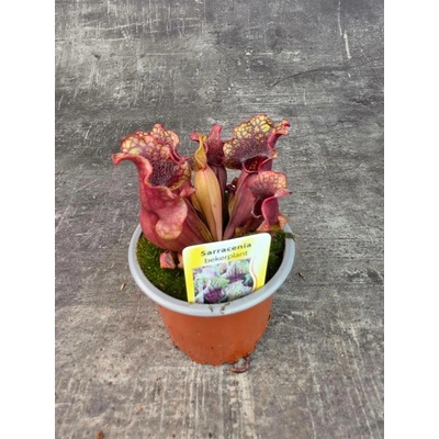 Masožravka Sarracenia červená 9 cm (Špirlice)