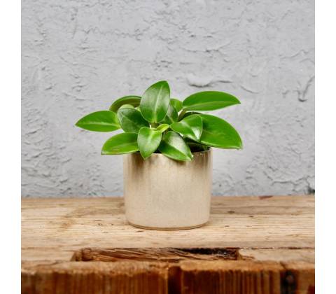 Peperomia pixie baby
