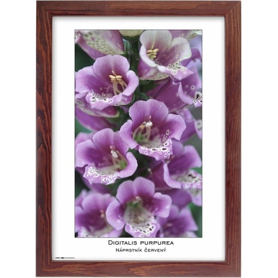 TRADAG Natura 21 x 29,7 - A4 hnědý – Zbozi.Blesk.cz