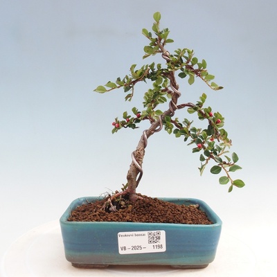 e-bonsai Venkovní bonsai-Cotoneaster horizontalis - Skalník