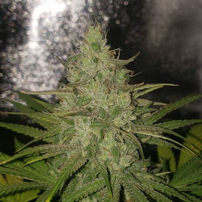 Pure Instinto Apple OG semienka neobsahujú THC 3 ks