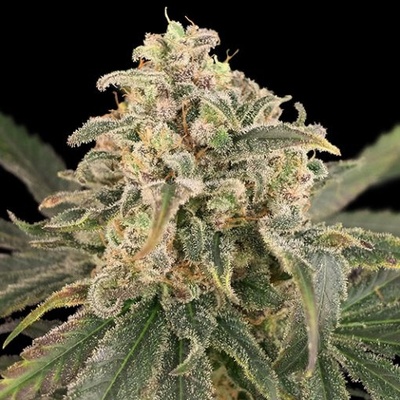 Advanced Seeds AUTO Amnesia XXL semena neobsahují THC 5 ks