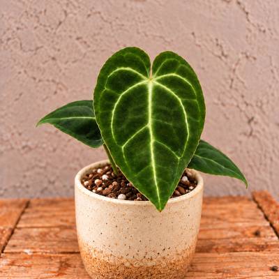 Anthurium Regale baby