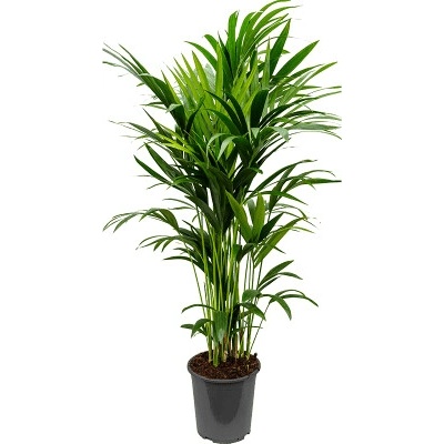 Kentia (Howea) forsteriana 27x150 cm