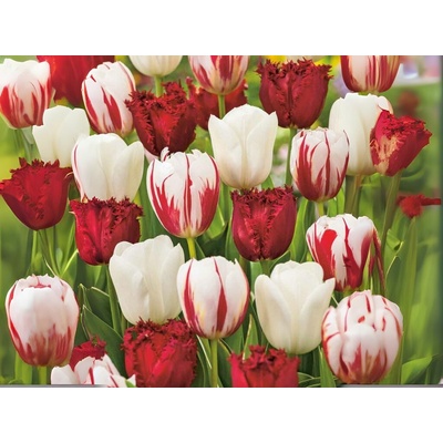 Tulipán Dutch Design MIX 15 ks v balení