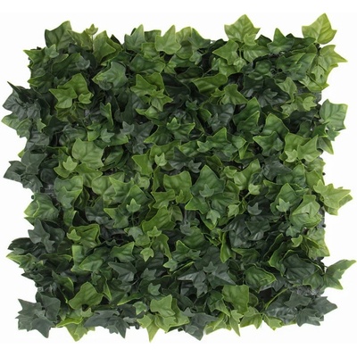 Hedera helix, dílec 50 x 50 cm