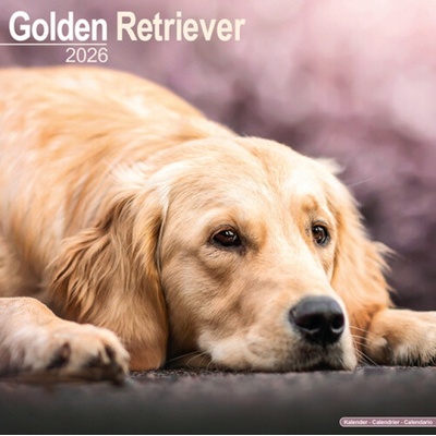 Golden Retriever Square Dog Breed Wall 16 Month 2026
