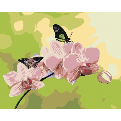zuty Malování podle čísel Orchidej s motýlky 100 x 80 cm vypnuté plátno na rám