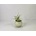 Sansevieria hanningtonii Baker