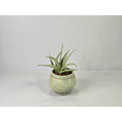 Sansevieria hanningtonii Baker