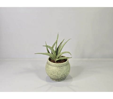 Sansevieria hanningtonii Baker