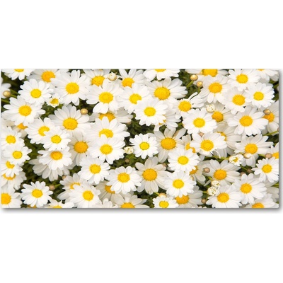 Fotoobraz na skle sedmokrásky 100x50 cm