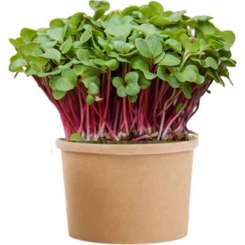 TINY GREENS Redkvička Rubín - BIO semienka na klíčenie a microgreens