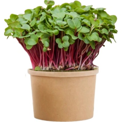 TINY GREENS Redkvička Rubín - BIO semienka na klíčenie a microgreens