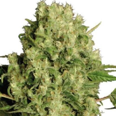 Serious Seeds White Russian regular semena neobsahují THC 11 ks