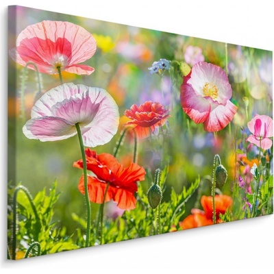 Plátno Vlčí Máky Na Slunné Louce Varianta: 30x20