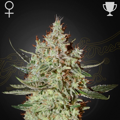 Green House Seed GH Cheese semienka neobsahujú THC 1 ks