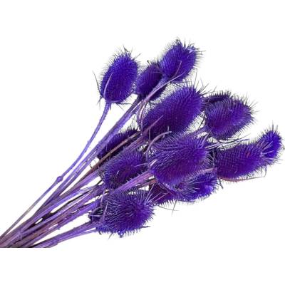Sušené bodliaky Dipsacus 50g - sýto fialové