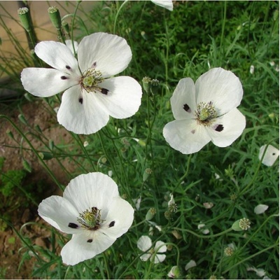 Mák bělokvětý - Papaver maculosum - semena máku - 100 ks