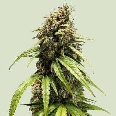 Royal Queen Seeds Orion F1 AUTO semena neobsahují THC 3 ks