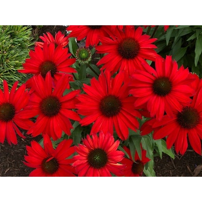 Echinacea purpurová Kismet Red